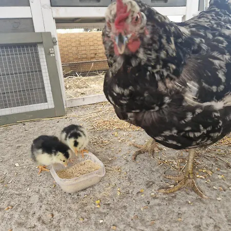 Daire Friesenparadies Fri-suedliches Friesland