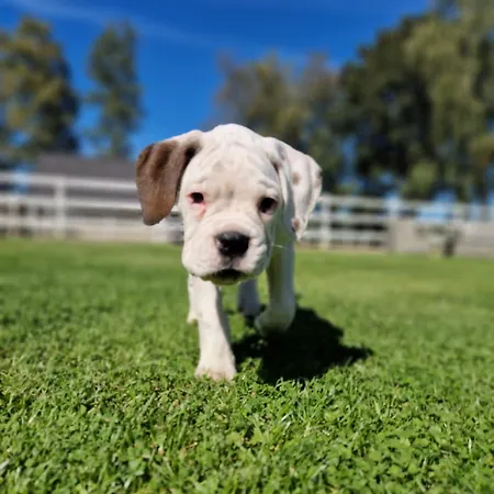 Daire Friesenparadies Fri-suedliches Friesland *